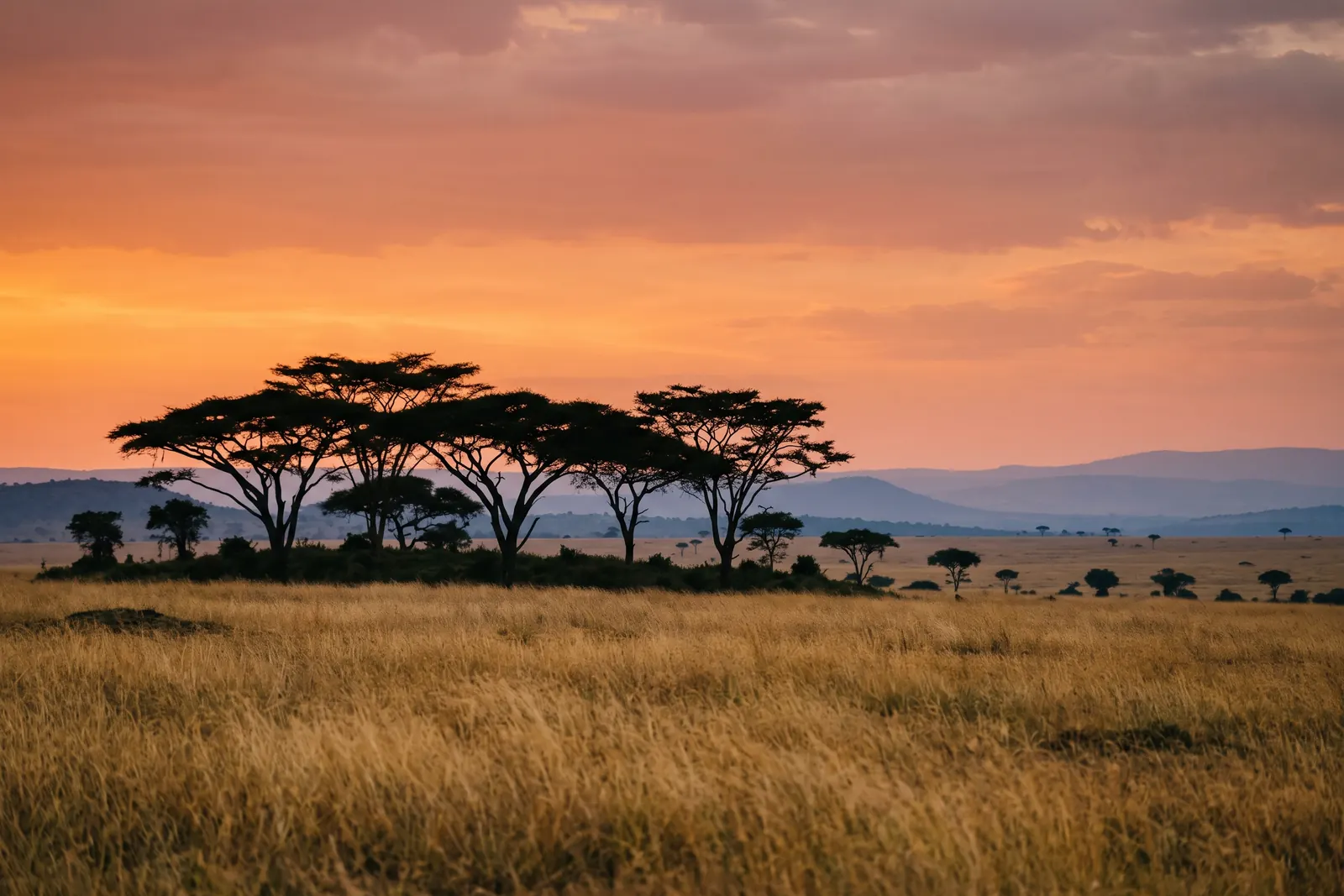Kenyan savannah at dusk, acacia trees against an amber sky